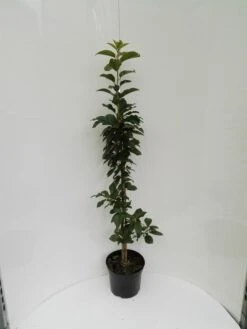 Säulensauerkirsche `Jachim´ Prunus Cerasus `Jachim´ 8 Säulensauerkirsche `Jachim´ Prunus Cerasus `Jachim´ -Deutschland Gartenbedarf Verkäufe 2024 S ulensauerkirsche