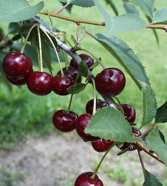 Safir ® Prunus Cerasus `Safir´ 1 Safir ® Prunus Cerasus `Safir´