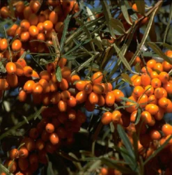 Sanddorn-Set - Männl. Und Weibl. Pflanze Hippophae Rhamnoides -Deutschland Gartenbedarf Verkäufe 2024 Sanddorn Leikora 600x600