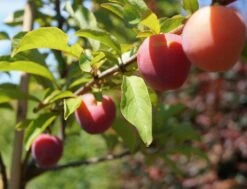 Santa Rosa Japanische Pflaume Prunus Salicina `Santa Rosa´ 7 Santa Rosa Japanische Pflaume Prunus Salicina `Santa Rosa´ -Deutschland Gartenbedarf Verkäufe 2024 Santa Rosa Frucht im Juli