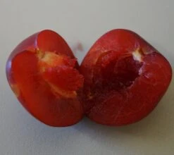 Santa Rosa Japanische Pflaume Prunus Salicina `Santa Rosa´ 9 Santa Rosa Japanische Pflaume Prunus Salicina `Santa Rosa´ -Deutschland Gartenbedarf Verkäufe 2024 Santa rosa fruchtfleisch