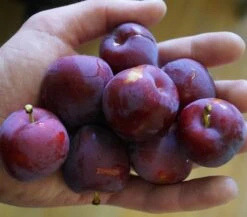 Santa Rosa Japanische Pflaume Prunus Salicina `Santa Rosa´ 8 Santa Rosa Japanische Pflaume Prunus Salicina `Santa Rosa´ -Deutschland Gartenbedarf Verkäufe 2024 Santa rosa45