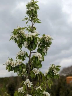 Säulenbirne `Saphira´ 150-175cm (zweijährig) Pyrus Communis `Saphira´ -Deutschland Gartenbedarf Verkäufe 2024 Saphira Bl te2