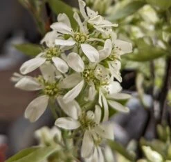 Deutschland Gartenbedarf Verkäufe 2024 -Deutschland Gartenbedarf Verkäufe 2024 Saskatoon BerryNOyShINkSeAar