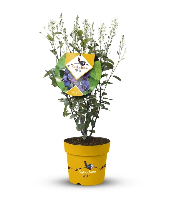 Saskatoon Berry Amelanchier Alnifolia `Saskatoon Berry´ 2 Saskatoon Berry Amelanchier Alnifolia `Saskatoon Berry´ – Bild 2