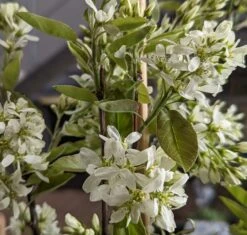 Saskatoon Berry Amelanchier Alnifolia `Saskatoon Berry´ 9 Saskatoon Berry Amelanchier Alnifolia `Saskatoon Berry´ -Deutschland Gartenbedarf Verkäufe 2024 Saskatoon berry Bl te