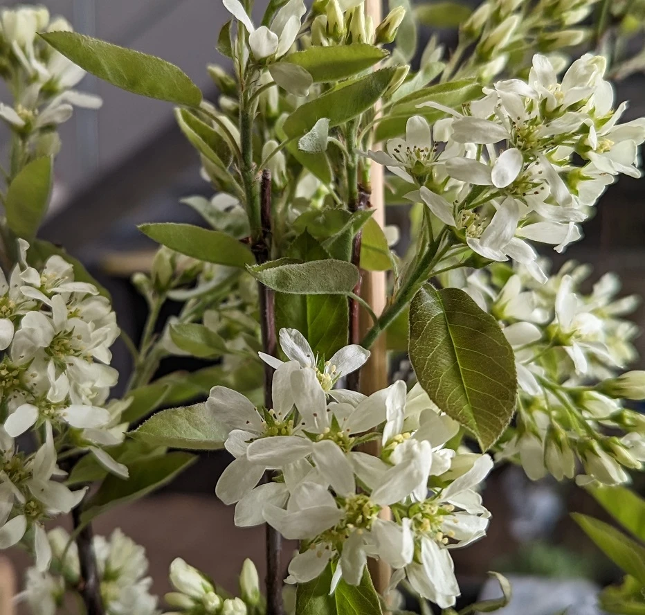 Saskatoon Berry Amelanchier Alnifolia `Saskatoon Berry´ 5 Saskatoon Berry Amelanchier Alnifolia `Saskatoon Berry´ – Bild 5