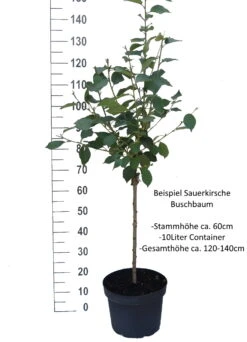 Karneol Ⓢ Prunus Cerasus `Karneol´ 6 Karneol Ⓢ Prunus Cerasus `Karneol´ -Deutschland Gartenbedarf Verkäufe 2024 Sauerkirsche Beispiel Buschbaum5LIMbRSKPWk51