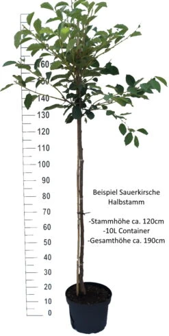 Morellenfeuer Prunus Cerasus `Morellenfeuer´ 7 Morellenfeuer Prunus Cerasus `Morellenfeuer´ -Deutschland Gartenbedarf Verkäufe 2024 Sauerkirsche Beispiel Halbstamm