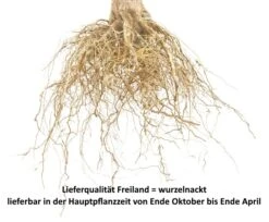 Morina ® Prunus Cerasus `Morina´ 9 Morina ® Prunus Cerasus `Morina´ -Deutschland Gartenbedarf Verkäufe 2024 Sauerkirsche Beispiel wurzelnacktBECDq9UYuSD1W