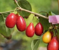 Deutschland Gartenbedarf Verkäufe 2024 19 Großfrüchtige Kornelkirsche `Schönbrunner Gourmet Dirndl´ Cornus Mas `Schönbrunner Gourmetdirndl´