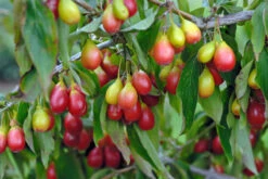 Deutschland Gartenbedarf Verkäufe 2024 -Deutschland Gartenbedarf Verkäufe 2024 Sch nbrunner Gourmet Dirndl