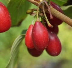 Großfrüchtige Kornelkirsche `Schönbrunner Gourmet Dirndl´ Cornus Mas `Schönbrunner Gourmetdirndl´ 9 Großfrüchtige Kornelkirsche `Schönbrunner Gourmet Dirndl´ Cornus Mas `Schönbrunner Gourmetdirndl´ -Deutschland Gartenbedarf Verkäufe 2024 Sch nbrunner2