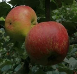 Schöner Aus Nordhausen Malus Domestica `Schöner Aus Nordhausen´ 7 Schöner Aus Nordhausen Malus Domestica `Schöner Aus Nordhausen´ -Deutschland Gartenbedarf Verkäufe 2024 Sch ner aus NordhausenbKJINAoRTLyjv