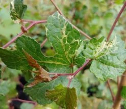 Porzellanbeere / Scheinrebe `Elegans´ Ampelopsis Brevipedunculata `Elegans´ 6 Porzellanbeere / Scheinrebe `Elegans´ Ampelopsis Brevipedunculata `Elegans´ -Deutschland Gartenbedarf Verkäufe 2024 Scheinrebe Amelopsis