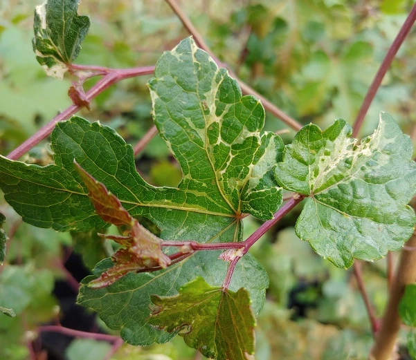 Porzellanbeere / Scheinrebe `Elegans´ Ampelopsis Brevipedunculata `Elegans´ 3 Porzellanbeere / Scheinrebe `Elegans´ Ampelopsis Brevipedunculata `Elegans´ – Bild 3