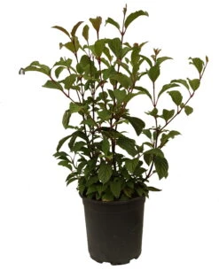 Duftender Winterschneeball `Dawn´ Viburnum Bodnantense `Dawn´ 11 Duftender Winterschneeball `Dawn´ Viburnum Bodnantense `Dawn´ -Deutschland Gartenbedarf Verkäufe 2024 Schneeball Dawn weiss