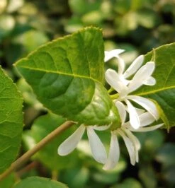 Schneeflockenstrauch Chionanthus Retusus 5 Schneeflockenstrauch Chionanthus Retusus -Deutschland Gartenbedarf Verkäufe 2024 Schneeflockenstrauch1