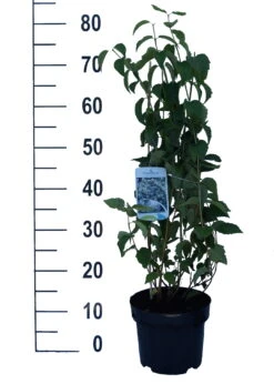 Bauern-Jasmin `Schneesturm´ Philadelphus Coronarius `Schneesturm´ 5 Bauern-Jasmin `Schneesturm´ Philadelphus Coronarius `Schneesturm´ -Deutschland Gartenbedarf Verkäufe 2024 Schneesturm