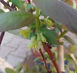 Sibirische Blaubeere / Honigbeere `Wojtek´ Lonicera Kamtschatica `Wojtek´ -Deutschland Gartenbedarf Verkäufe 2024 Sibirische Blaubeere bl te2