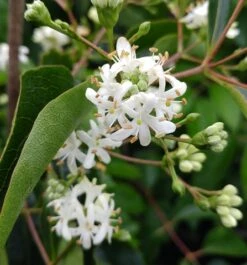 Sieben-Söhne-des-Himmels-Strauch Heptacodium Miconioides 15 Sieben-Söhne-des-Himmels-Strauch Heptacodium Miconioides -Deutschland Gartenbedarf Verkäufe 2024 Sieben S hne des Himmels