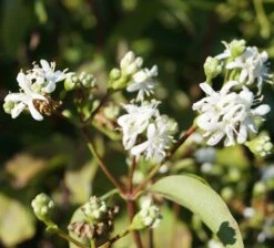 Sieben-Söhne-des-Himmels-Strauch Heptacodium Miconioides 16 Sieben-Söhne-des-Himmels-Strauch Heptacodium Miconioides -Deutschland Gartenbedarf Verkäufe 2024 Sieben S hne des himmels 1