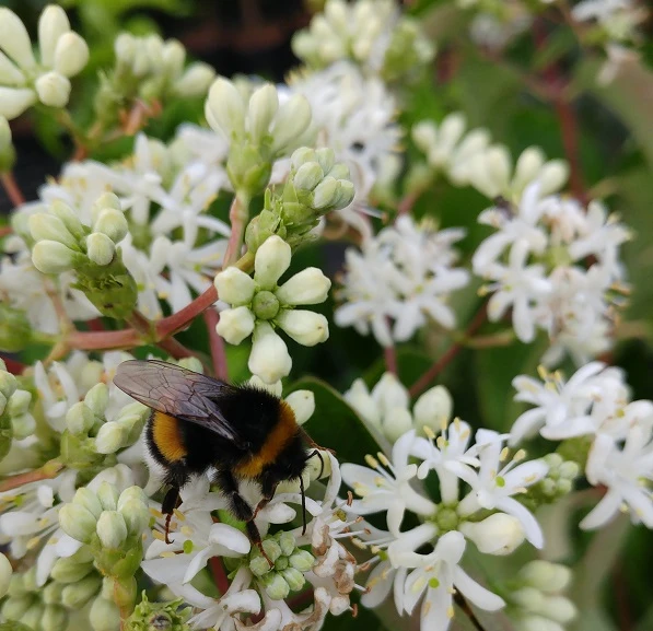 Sieben-Söhne-des-Himmels-Strauch Heptacodium Miconioides 1 Sieben-Söhne-des-Himmels-Strauch Heptacodium Miconioides