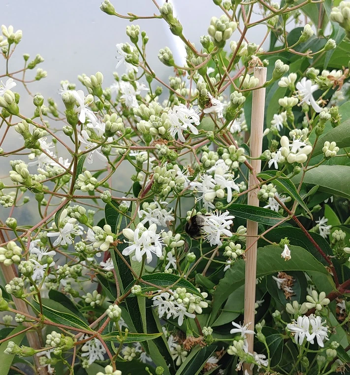 Sieben-Söhne-des-Himmels-Strauch Heptacodium Miconioides 9 Sieben-Söhne-des-Himmels-Strauch Heptacodium Miconioides – Bild 9