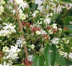 Sieben-Söhne-des-Himmels-Strauch Heptacodium Miconioides 12 Sieben-Söhne-des-Himmels-Strauch Heptacodium Miconioides -Deutschland Gartenbedarf Verkäufe 2024 Sieben s hne1