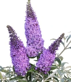 Schmetterlingsflieder Butterfly Candy® (versch. Farben) Buddleja Davidii 10 Schmetterlingsflieder Butterfly Candy® (versch. Farben) Buddleja Davidii -Deutschland Gartenbedarf Verkäufe 2024 Sommerflieder lila blau