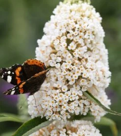 Schmetterlingsflieder Butterfly Candy® (versch. Farben) Buddleja Davidii 12 Schmetterlingsflieder Butterfly Candy® (versch. Farben) Buddleja Davidii -Deutschland Gartenbedarf Verkäufe 2024 Sommerflieder weiss1