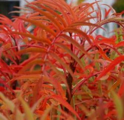 Eberesche `Dodong´ Sorbus Conmixta `Dodong´ -Deutschland Gartenbedarf Verkäufe 2024 Sorbus Dodong4