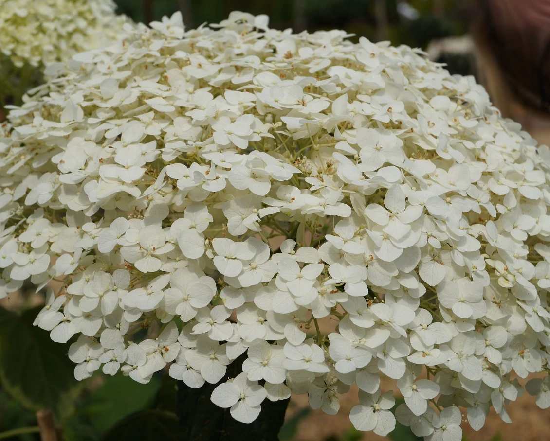 Garten-Hortensie `Incrediball®´ Hydrangea Arborescens 5 Garten-Hortensie `Incrediball®´ Hydrangea Arborescens – Bild 5