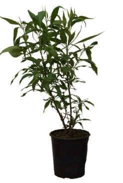 Sommerglocke / Baumoleander `Summer Bells´ Chitalpa Tashkentensis `Summer Bells´ 9 Sommerglocke / Baumoleander `Summer Bells´ Chitalpa Tashkentensis `Summer Bells´ -Deutschland Gartenbedarf Verkäufe 2024 Summer bells