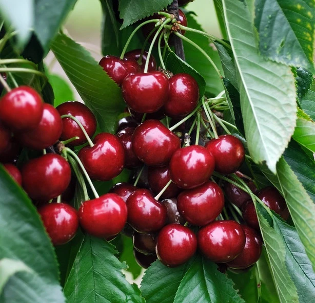 Sunburst-selbstfruchtbar Prunus Avium `Sunburst´ 1 Sunburst-selbstfruchtbar Prunus Avium `Sunburst´