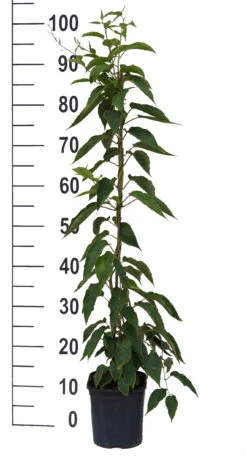Bayernkiwi 3er-Set Mit Großfrüchtigen Sorten Actinidia Arguta -Deutschland Gartenbedarf Verkäufe 2024 Super Jumbo weissFvoRaFC425vl0
