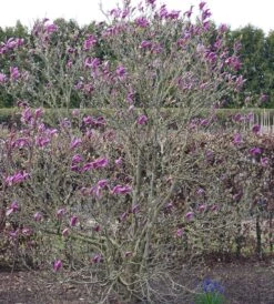 Purpur-Magnolie `Susan´ Magnolia Liliiflora `Susan´ 6 Purpur-Magnolie `Susan´ Magnolia Liliiflora `Susan´ -Deutschland Gartenbedarf Verkäufe 2024 Susan Bl tezeit