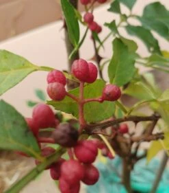 Szechuan Pfeffer Zanthoxylum Simulans -Deutschland Gartenbedarf Verkäufe 2024 Szechuan Pfeffer