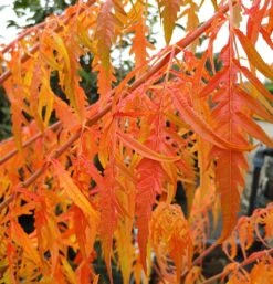 Essigbaum `Tiger Eyes´ Rhus Typhina `Tiger Eyes´ 8 Essigbaum `Tiger Eyes´ Rhus Typhina `Tiger Eyes´ -Deutschland Gartenbedarf Verkäufe 2024 Tiger Eyes Rhus