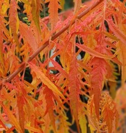 Essigbaum `Tiger Eyes´ Rhus Typhina `Tiger Eyes´ 7 Essigbaum `Tiger Eyes´ Rhus Typhina `Tiger Eyes´ -Deutschland Gartenbedarf Verkäufe 2024 Tiger Eyes Rhus1