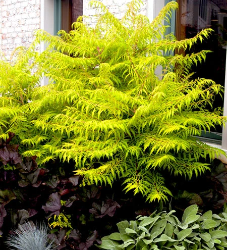 Essigbaum `Tiger Eyes´ Rhus Typhina `Tiger Eyes´ 2 Essigbaum `Tiger Eyes´ Rhus Typhina `Tiger Eyes´ – Bild 2