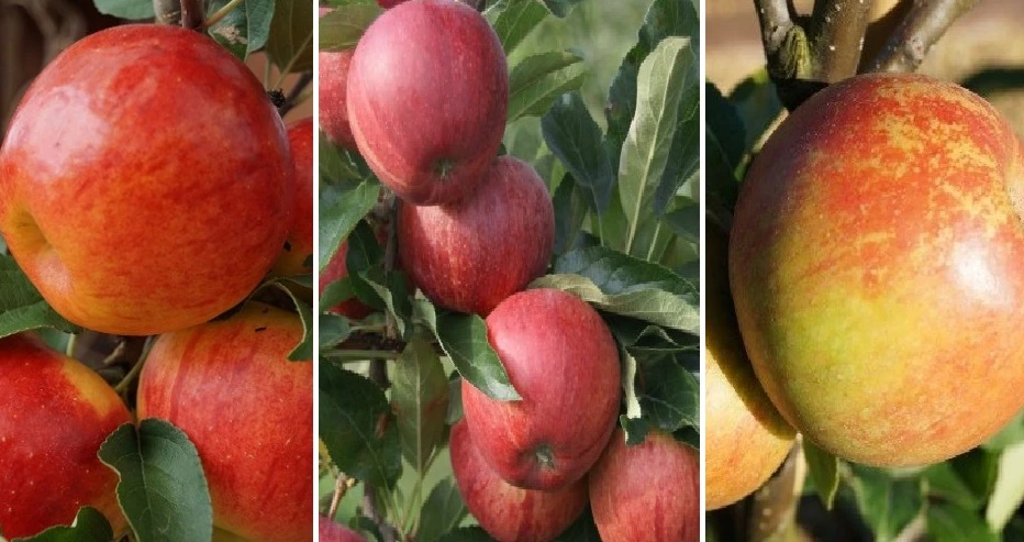 Drei-Sorten Apfelbaum (Gala, Elstar, Jonagold, Cox Orange) Malus Domestica 1 Drei-Sorten Apfelbaum (Gala, Elstar, Jonagold, Cox Orange) Malus Domestica