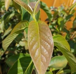 Schwarzer Tupelobaum Nyssa Sylvatica -Deutschland Gartenbedarf Verkäufe 2024 Tupelobaum Blatt