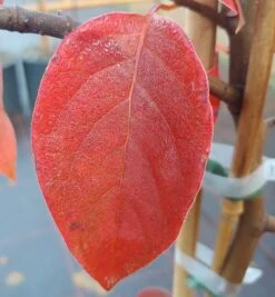 Schwarzer Tupelobaum Nyssa Sylvatica -Deutschland Gartenbedarf Verkäufe 2024 Tupelobaum herbstf rbung 1