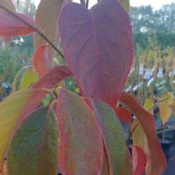 Schwarzer Tupelobaum Nyssa Sylvatica -Deutschland Gartenbedarf Verkäufe 2024 Tupelobaum herbstf rbung