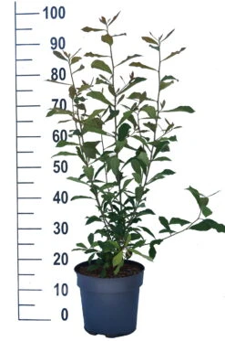 Schwarzer Tupelobaum Nyssa Sylvatica -Deutschland Gartenbedarf Verkäufe 2024 Tupelobaum weiss