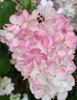 Rispenhortensie `Vanille-Fraise´ Hydrangea Paniculata `Vanille Fraise´ 10 Rispenhortensie `Vanille-Fraise´ Hydrangea Paniculata `Vanille Fraise´ -Deutschland Gartenbedarf Verkäufe 2024 Vanille Fraise 2017