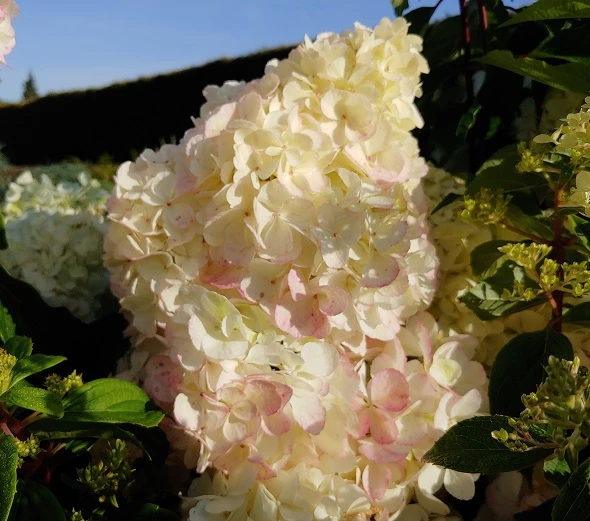 Rispenhortensie `Vanille-Fraise´ Hydrangea Paniculata `Vanille Fraise´ 2 Rispenhortensie `Vanille-Fraise´ Hydrangea Paniculata `Vanille Fraise´ – Bild 2