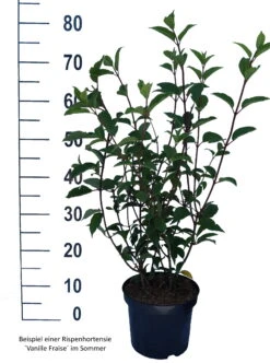 Rispenhortensie `Vanille-Fraise´ Hydrangea Paniculata `Vanille Fraise´ 14 Rispenhortensie `Vanille-Fraise´ Hydrangea Paniculata `Vanille Fraise´ -Deutschland Gartenbedarf Verkäufe 2024 Vanille Fraise weiss