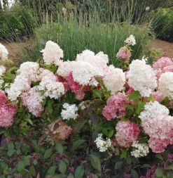 Rispenhortensie `Vanille-Fraise´ Hydrangea Paniculata `Vanille Fraise´ 15 Rispenhortensie `Vanille-Fraise´ Hydrangea Paniculata `Vanille Fraise´ -Deutschland Gartenbedarf Verkäufe 2024 Vanille Fraise22